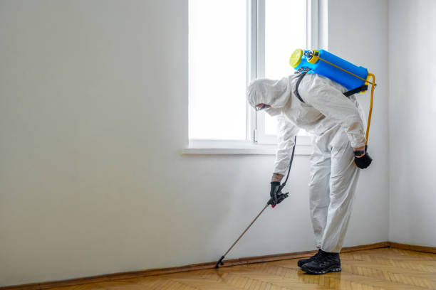 Best Flea Control Services  in Middle Island, NY
