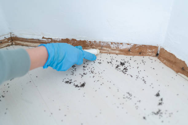 Best Best Pest Control Companies  in Middle Island, NY